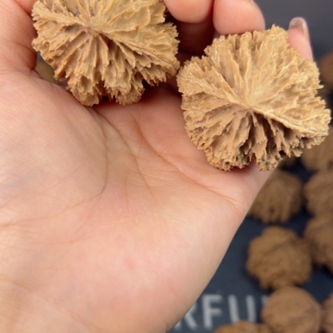 桃核吊坠野生野生植物