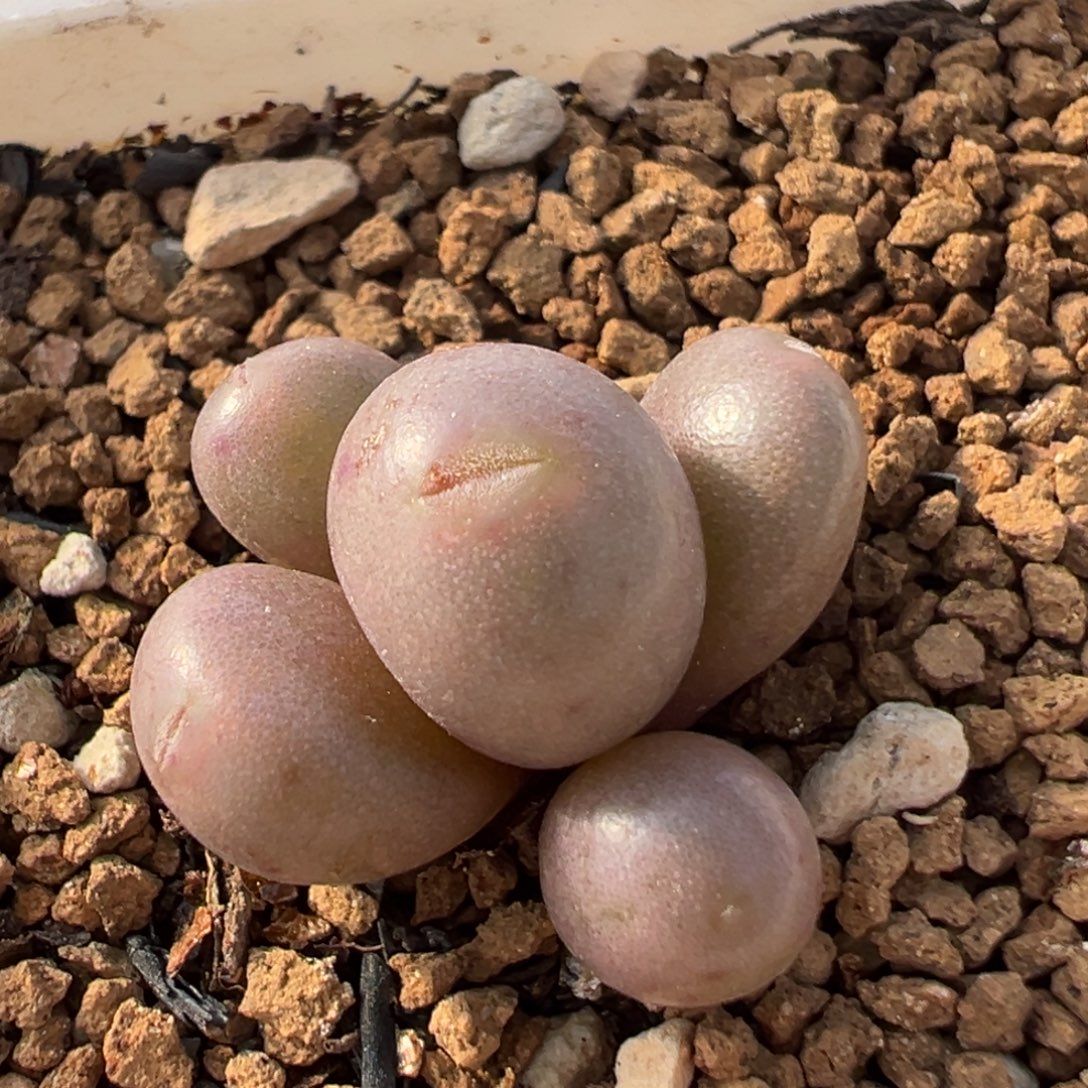 202多肉植物百科植物