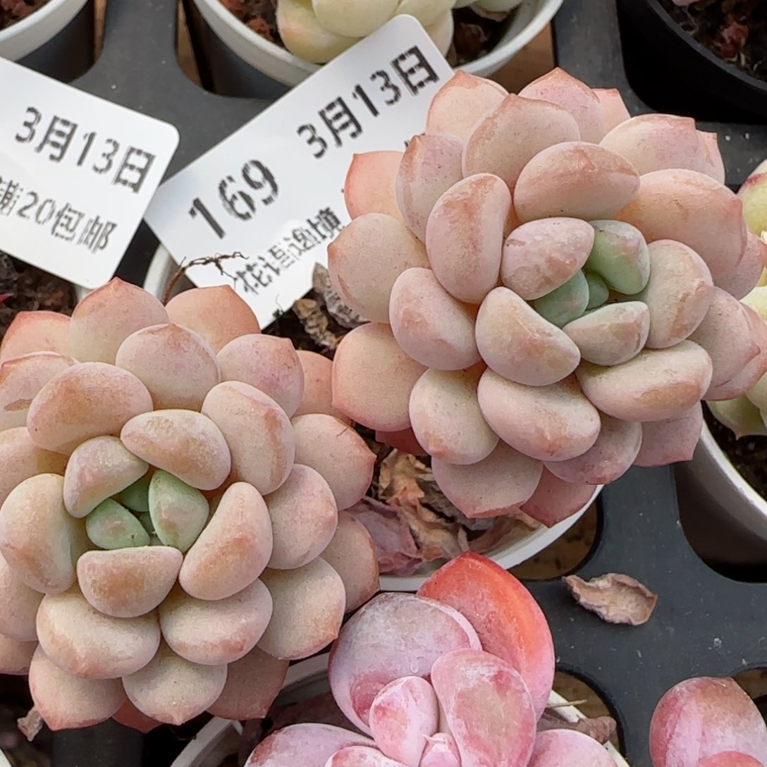 花语逸镜0313-169