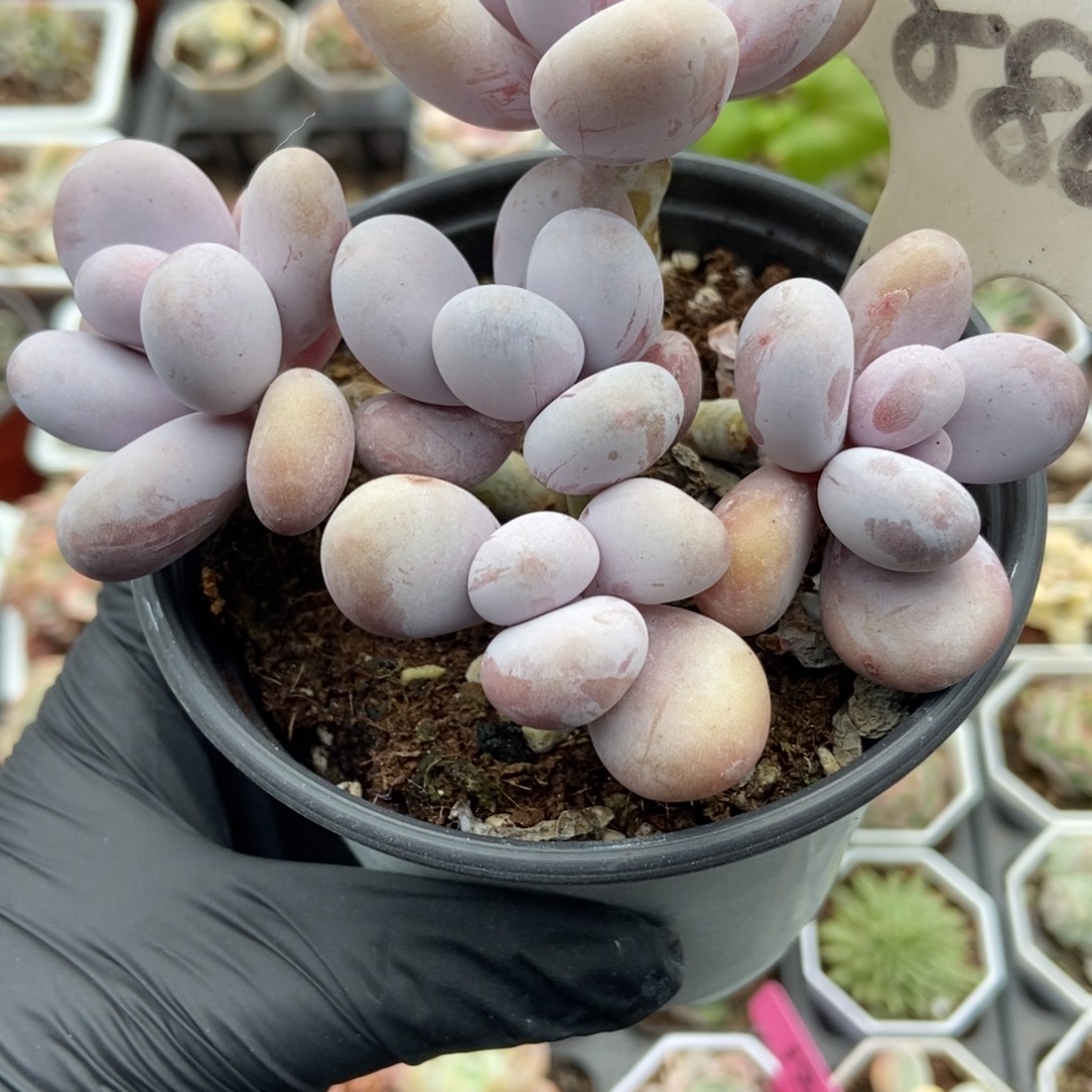 880蛋黄奶多肉植物