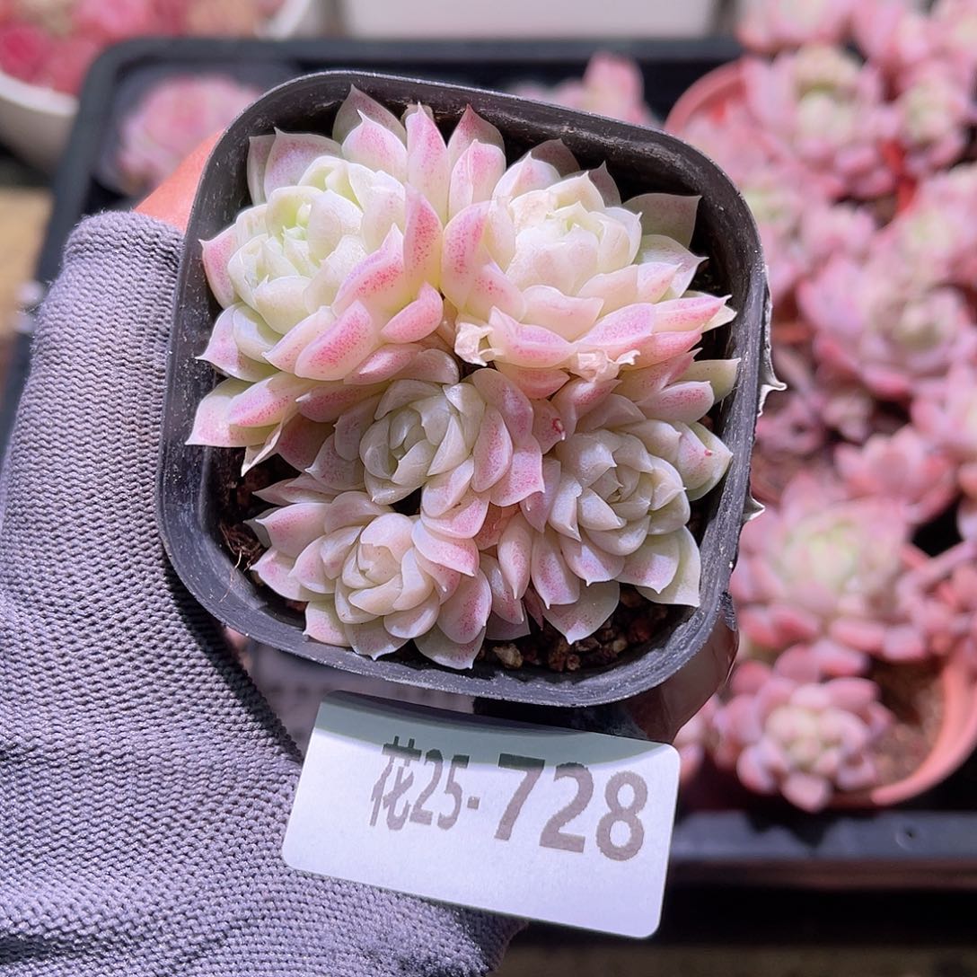 花25-728白月影群