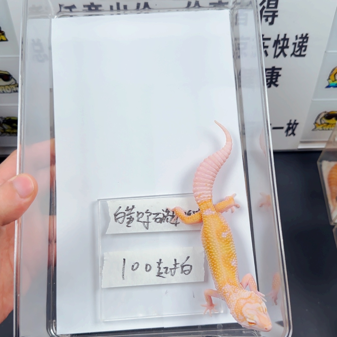 豹纹守宫豹纹守宫