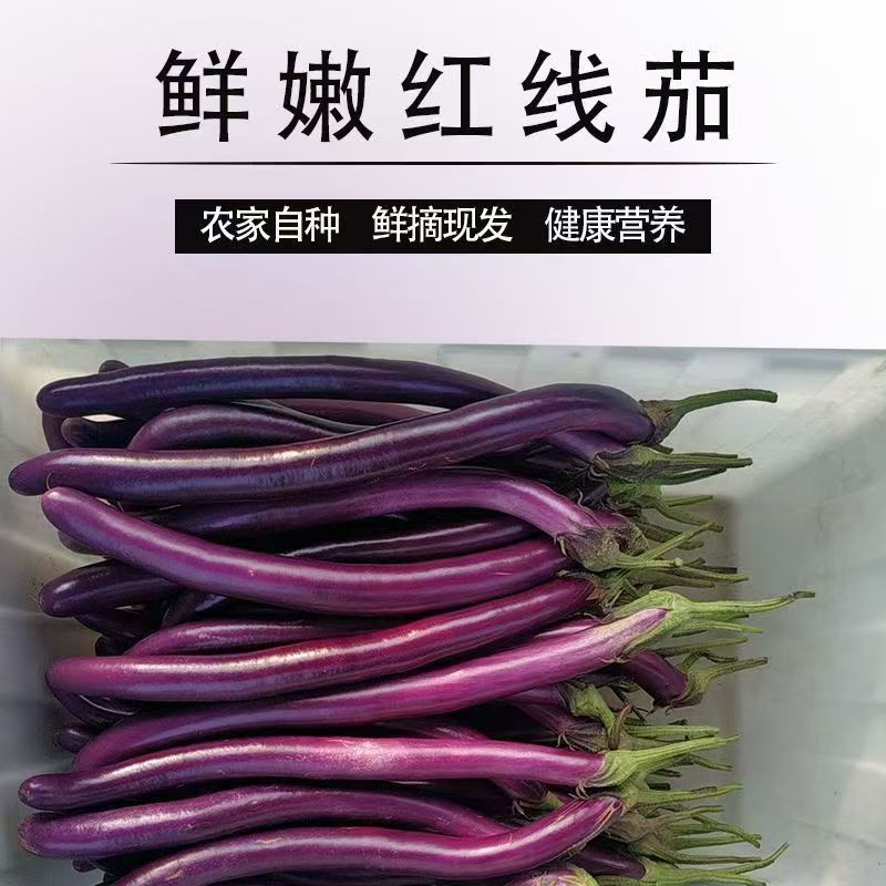 山东产地直发新鲜线茄软糯鲜甜皮薄肉嫩应季蔬菜