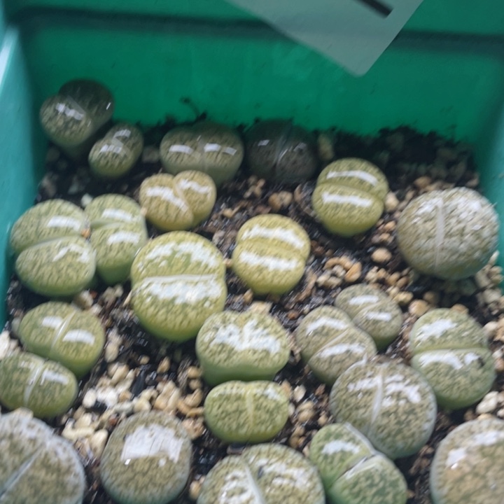 412白弁天母本带盆