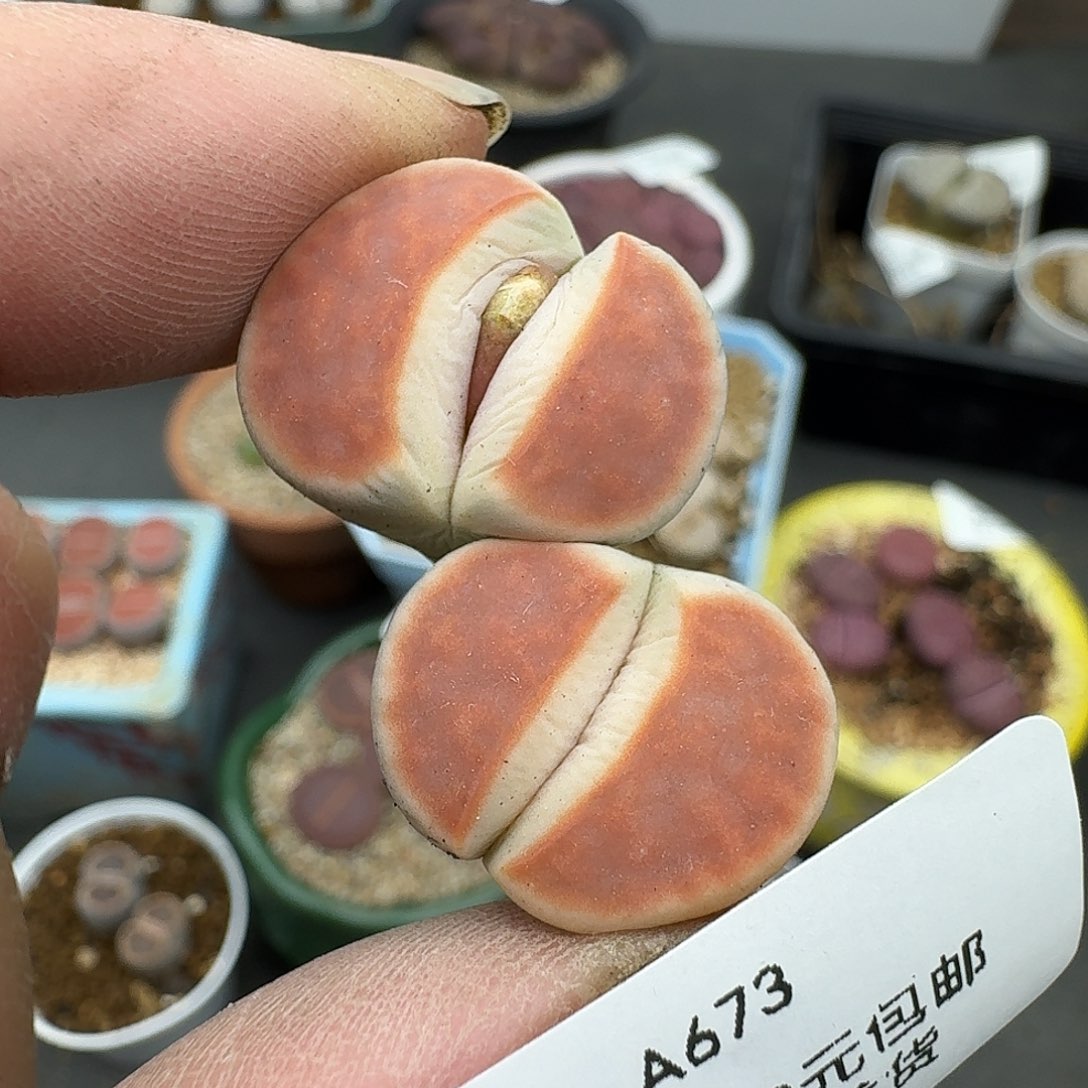 673多肉哈哈哈哈哈哈哈