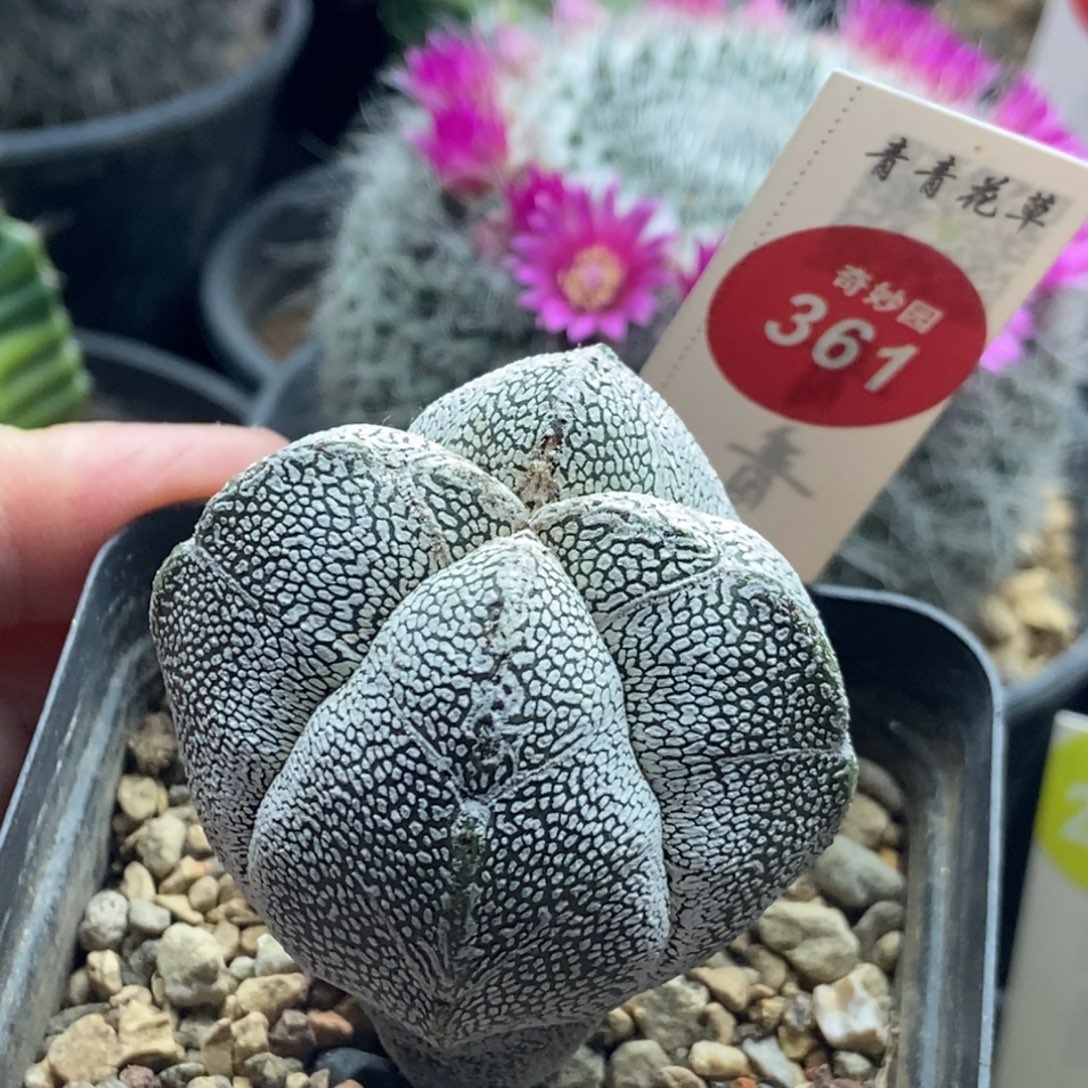 实生四角带V恩冢4.6cm