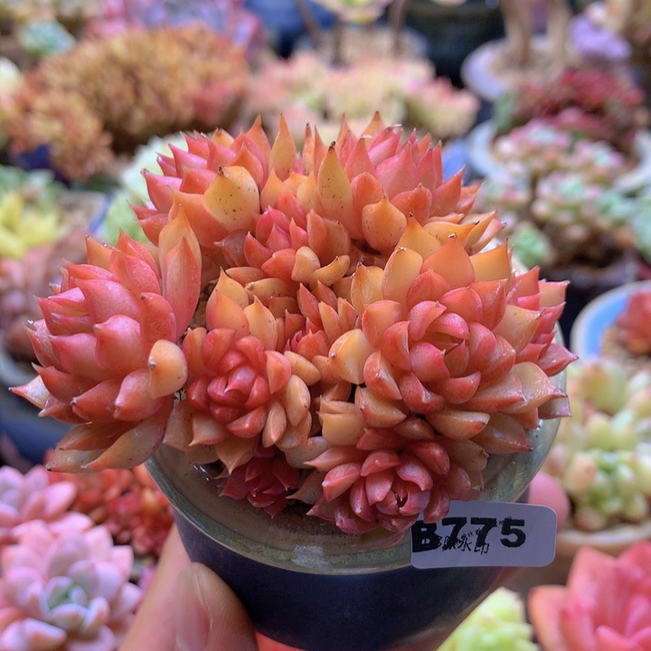 一物一拍含盆土满38包邮B775