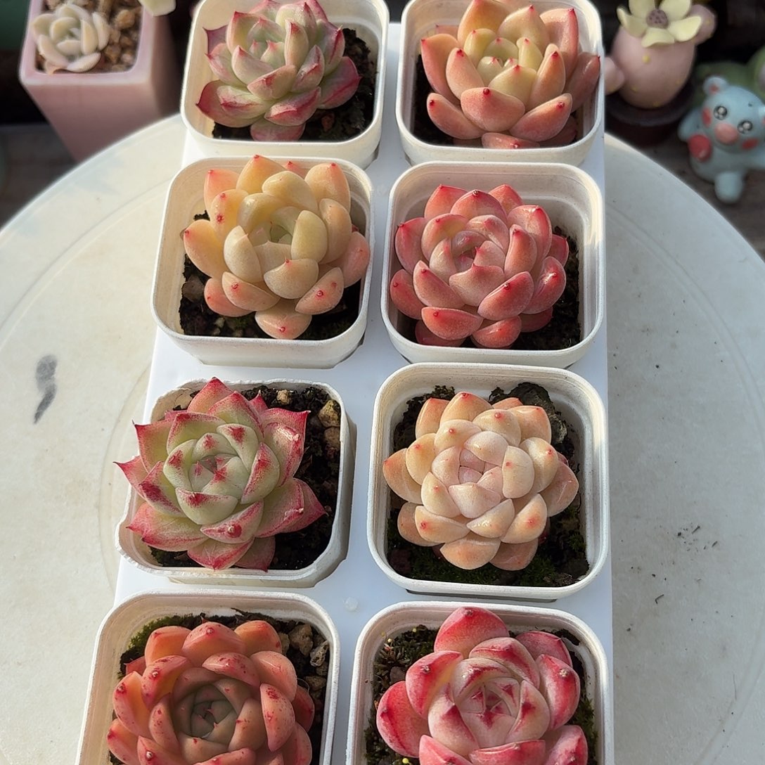 框拍一物一拍编号047