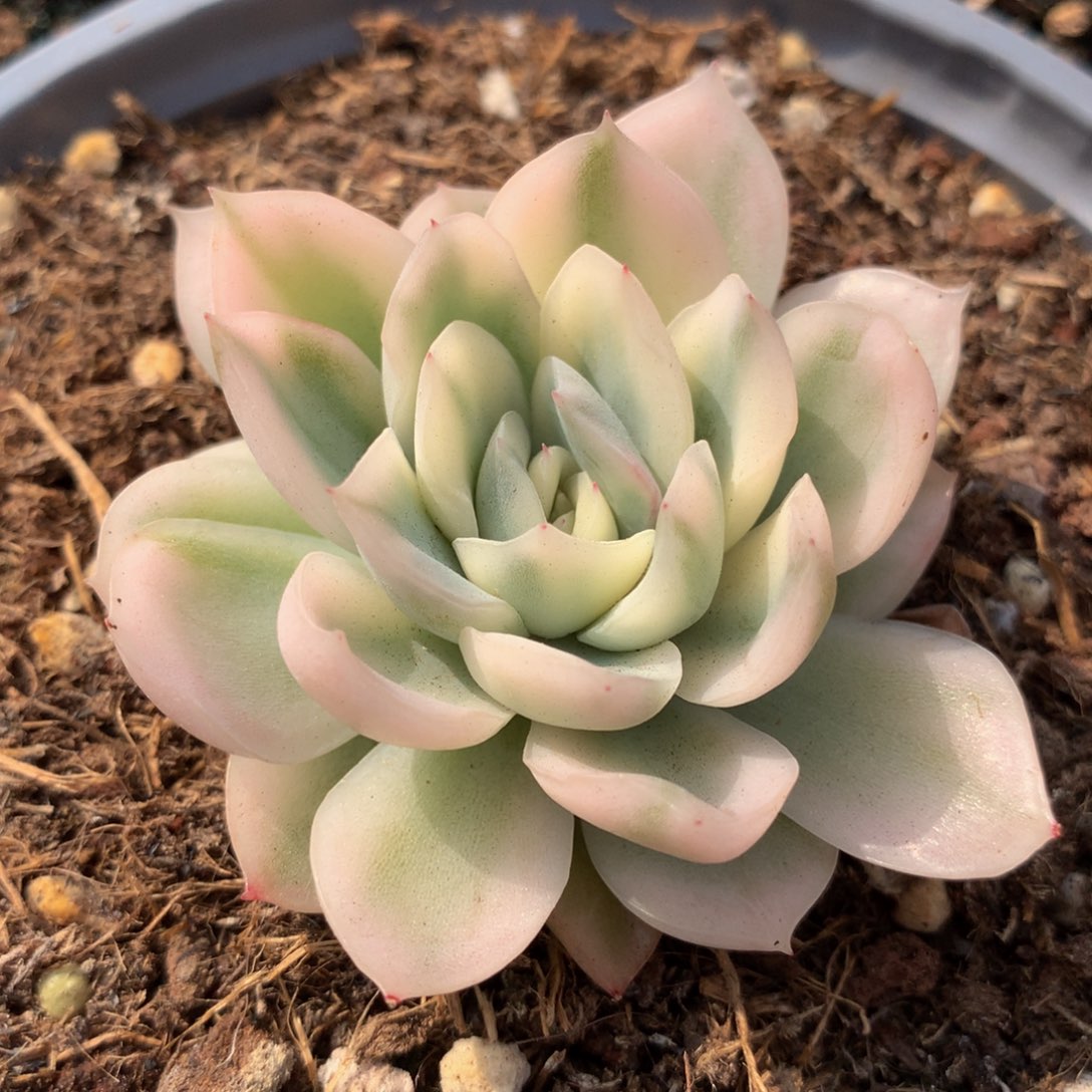 寒苏锦锦上园艺一物一拍