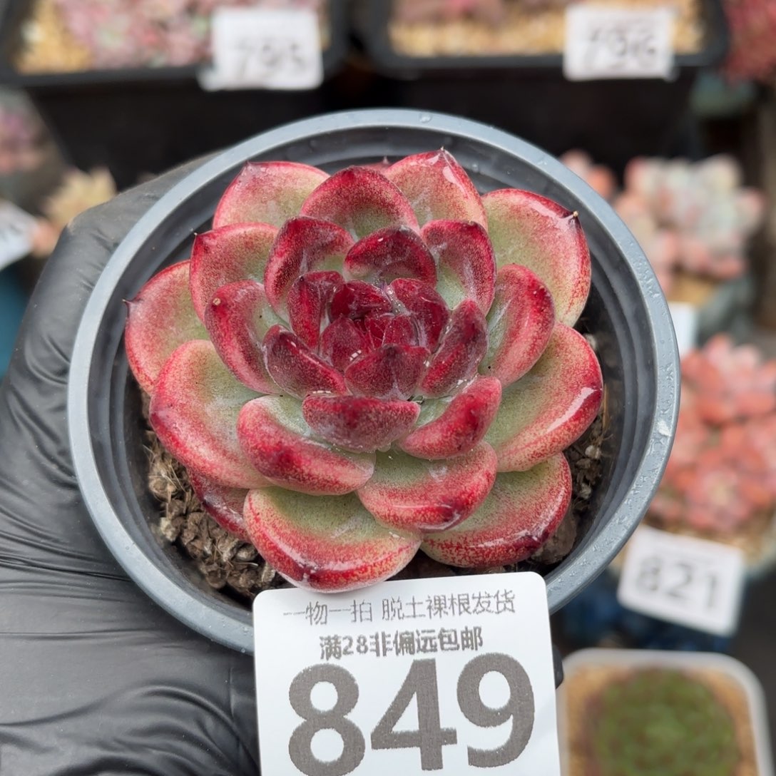 重庆森林无盆土发货