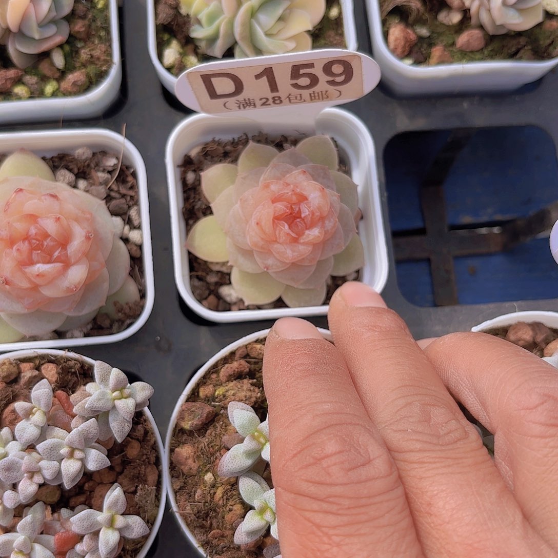 D159弗洛伊德一物一拍