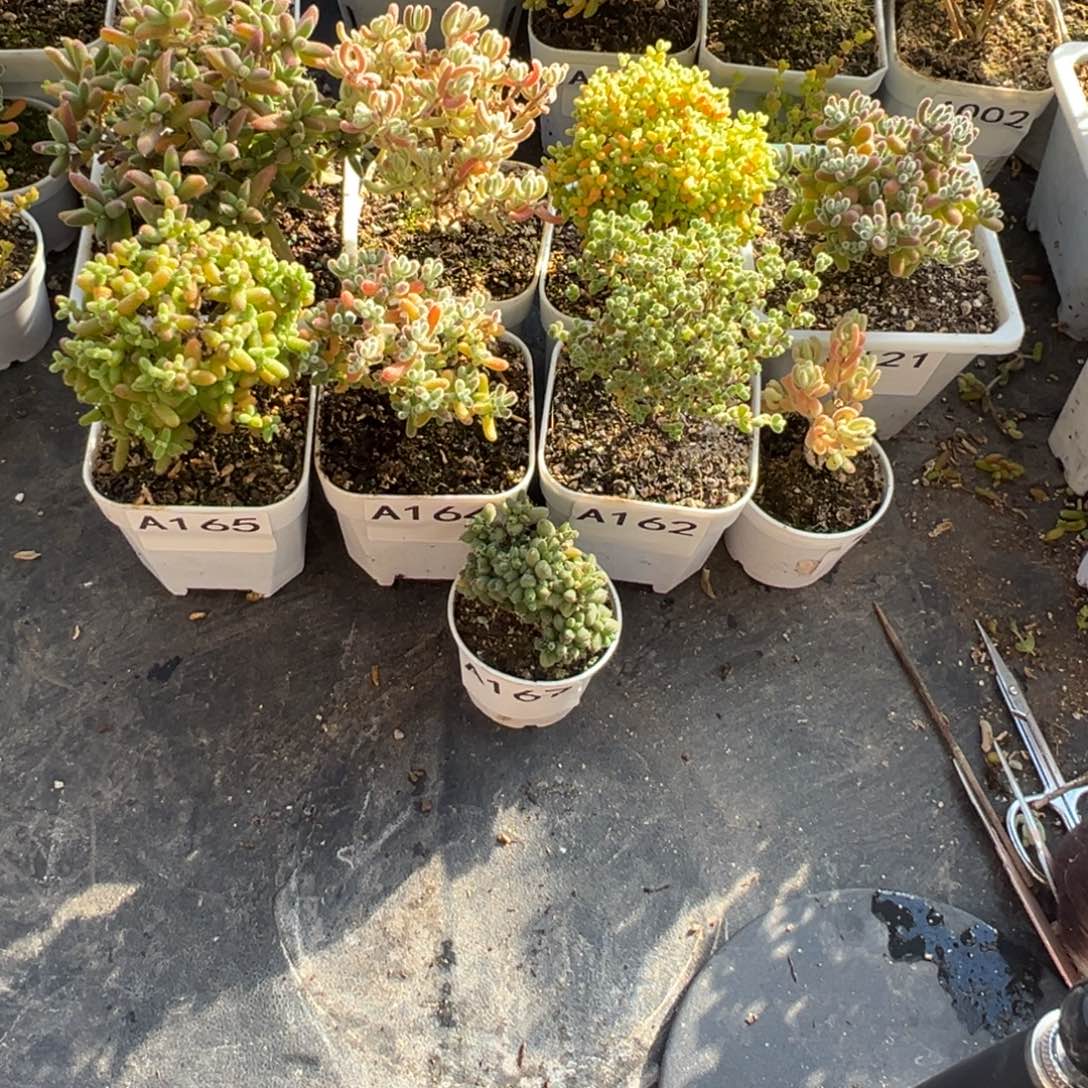 简***单A165金164冰167包162莱166橙132橙160蜜121冰169玉