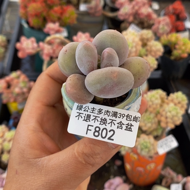 大叶奶802多肉植物