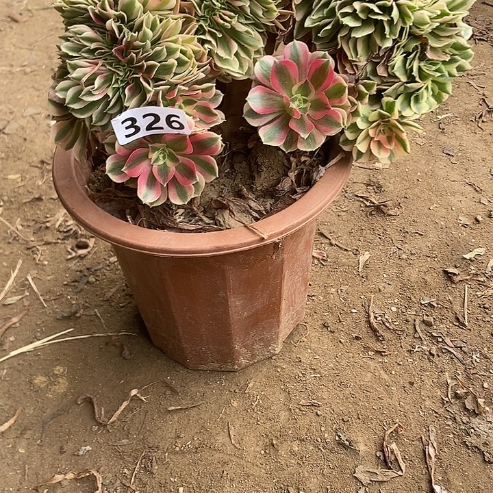 326粉女郎老庄缀化特价