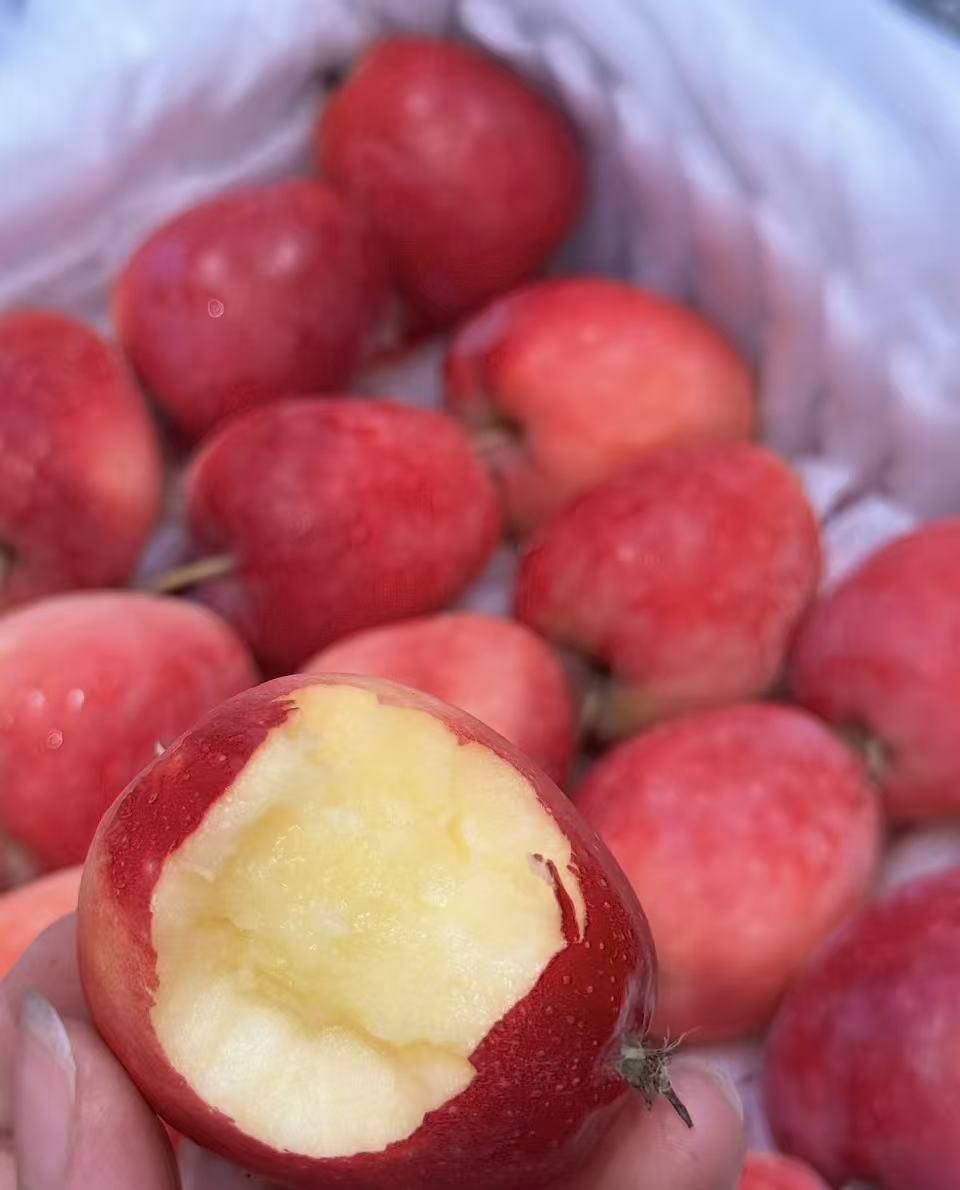 [顺丰包邮]正宗新疆香妃海棠果当季新鲜水果脆甜小苹果整箱冰糖心