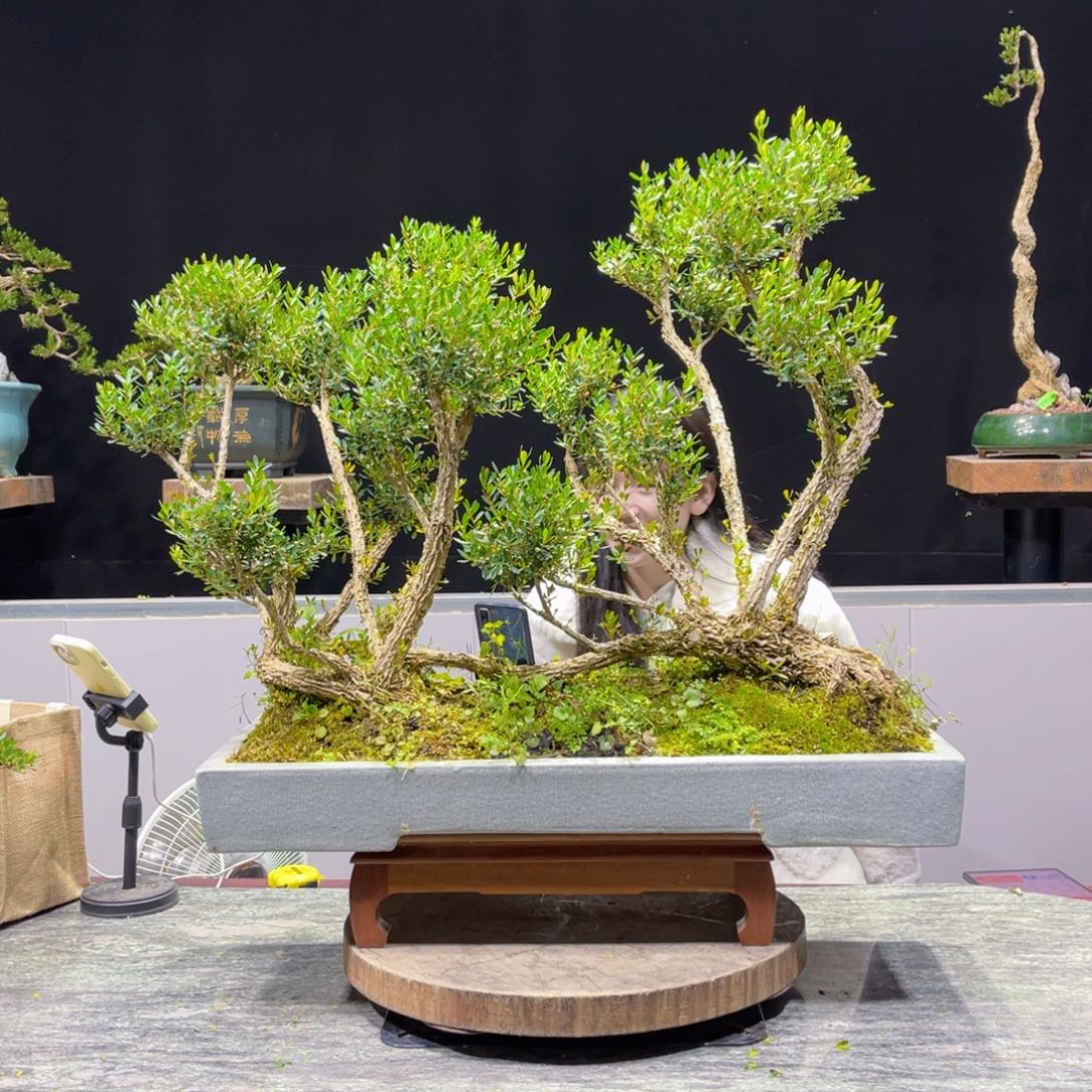 四季常青老桩黄杨盆景