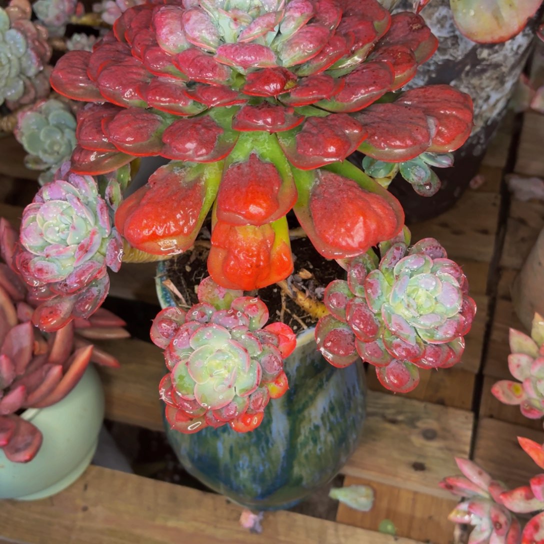 喜***洋老桩精品肉肉雨滴