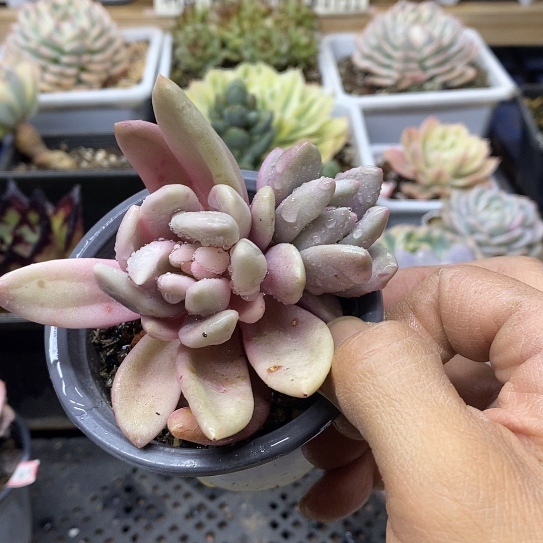30206 桃花源覆轮锦无砍双头