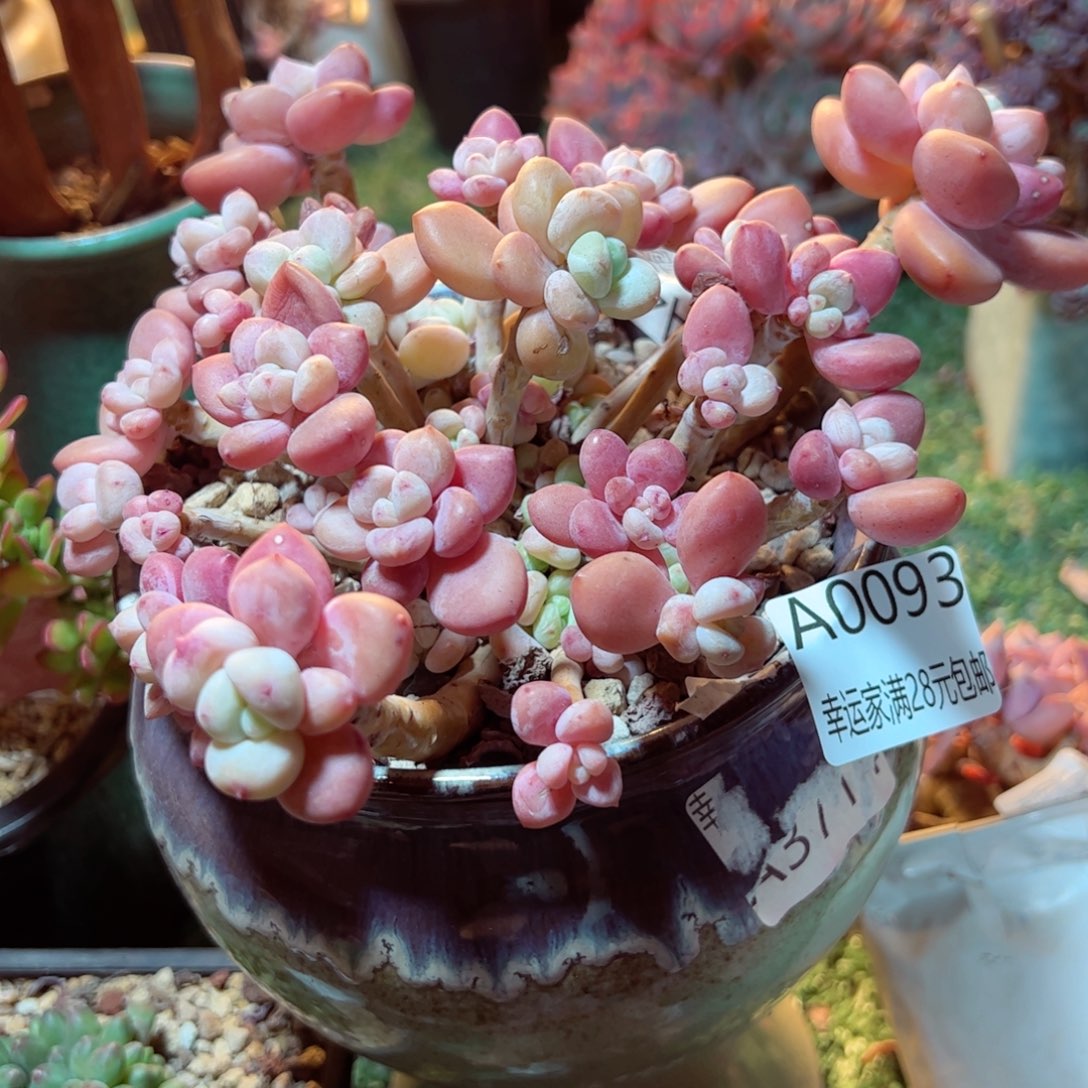 仙*姐幸运的是我的朋友