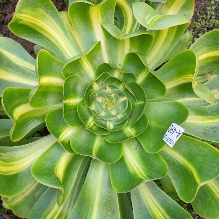 490暴君多肉12345678