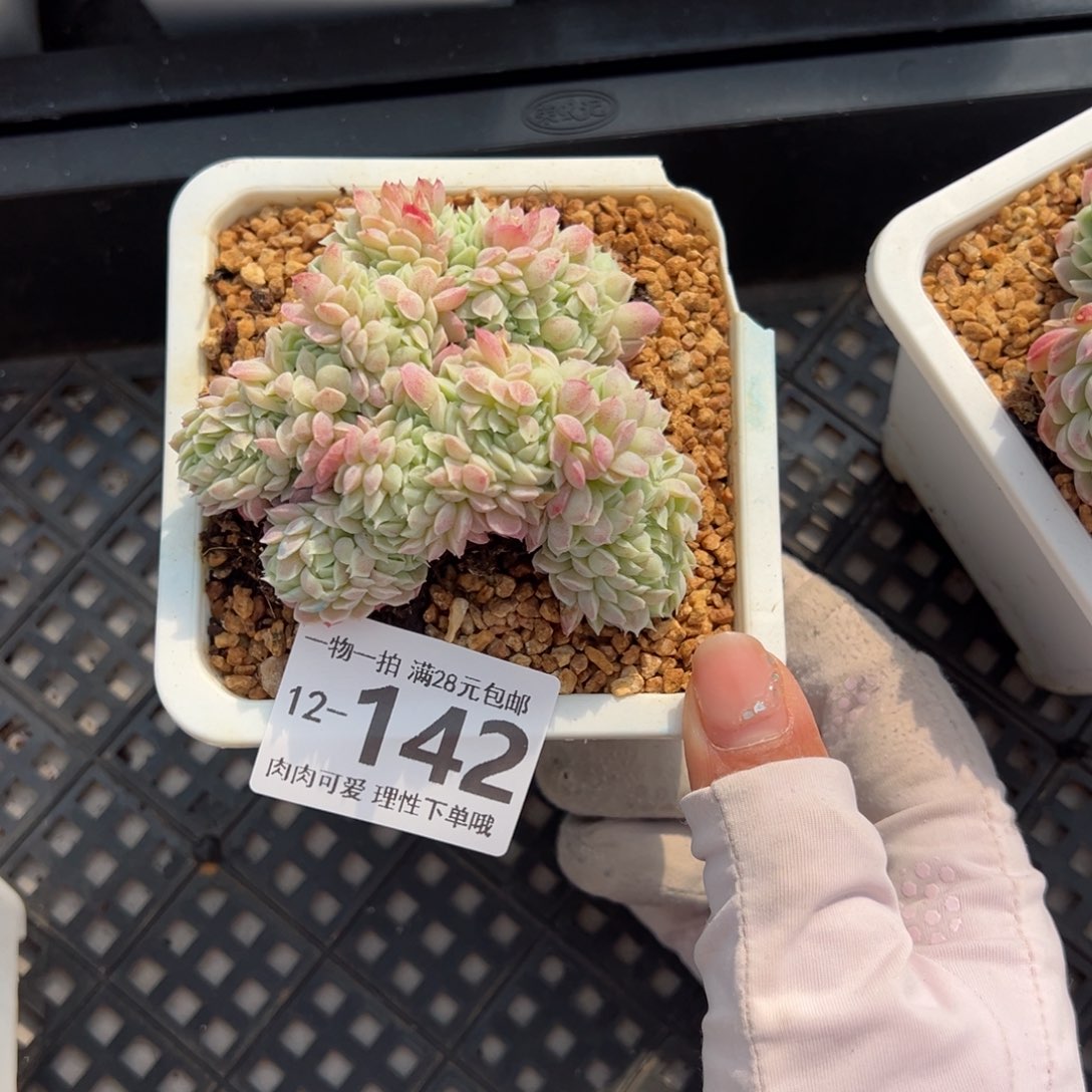 羊脂球缀化多肉单头多肉