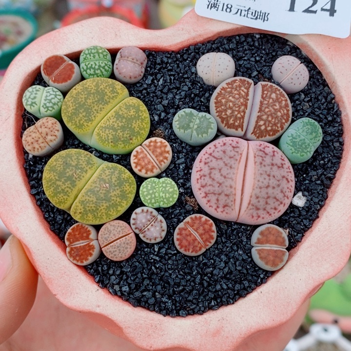 生石花花花花花花124