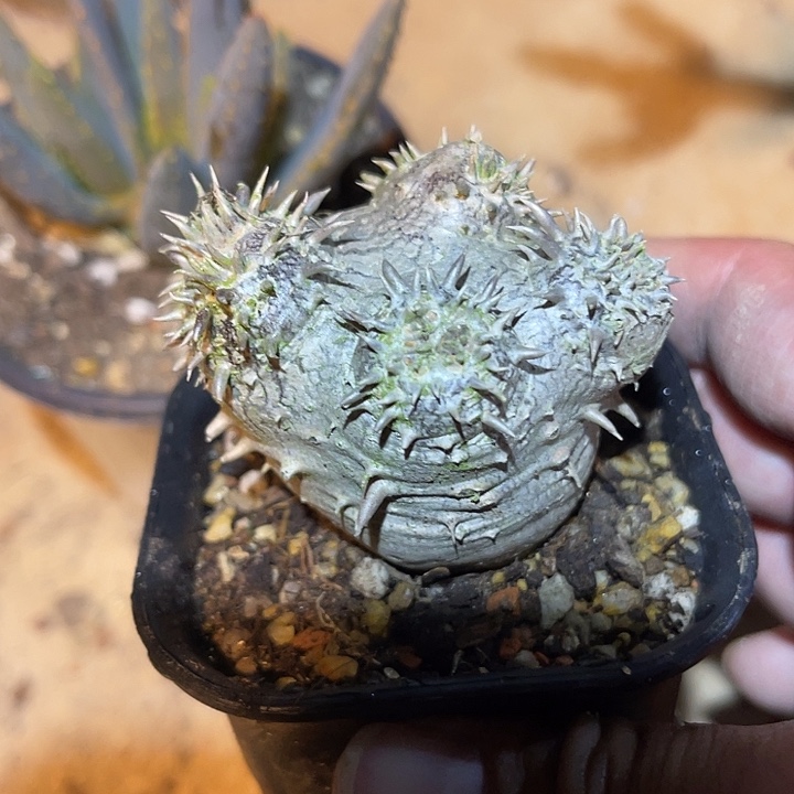 满38包邮2天凑单，脱土晾根发货多肉植物惠比