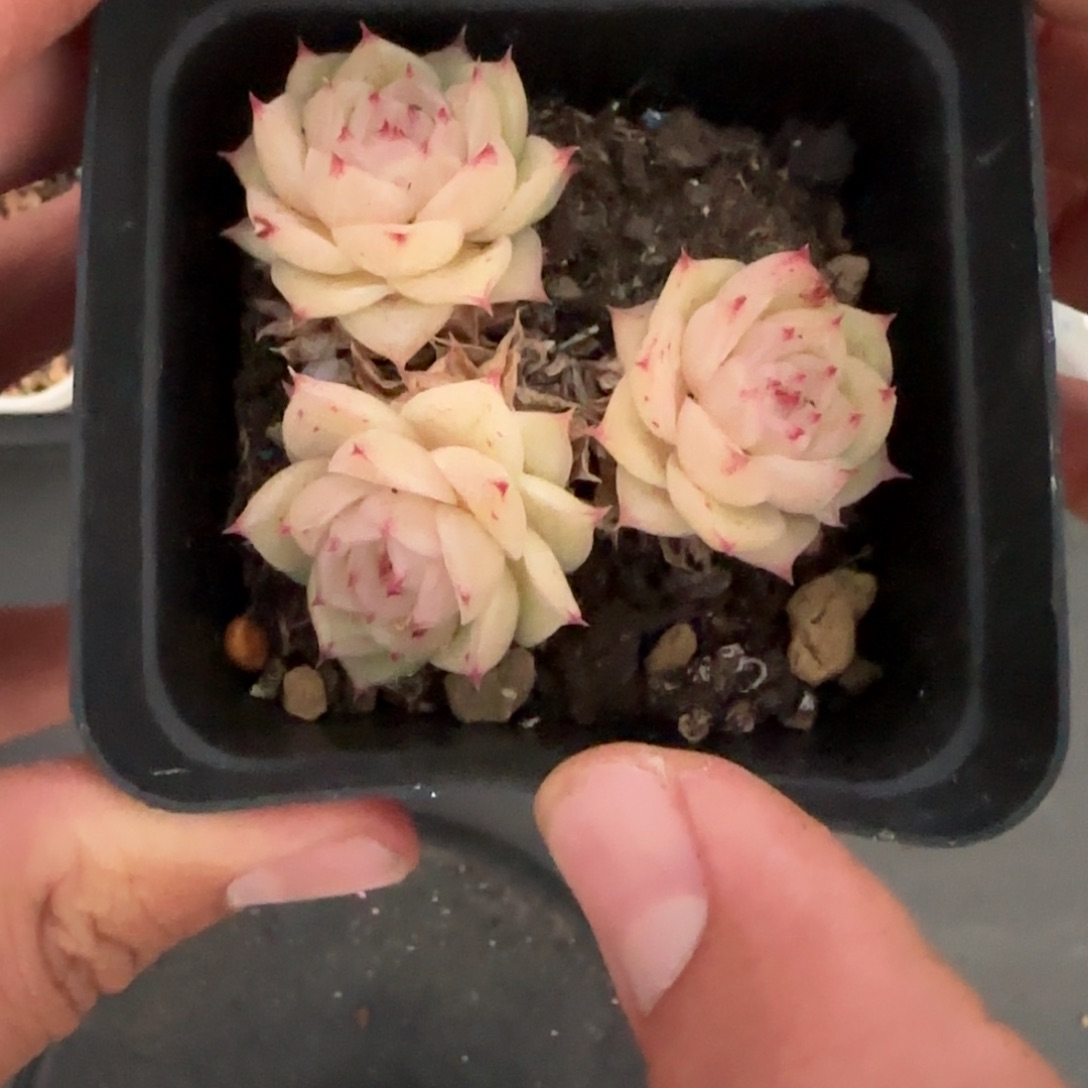 一物一拍麦秆珍妮04233