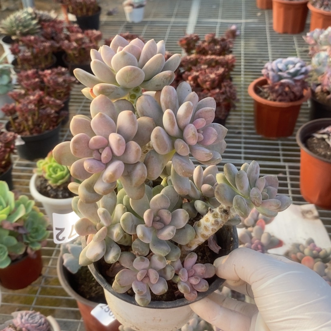 2772月美人一物一拍