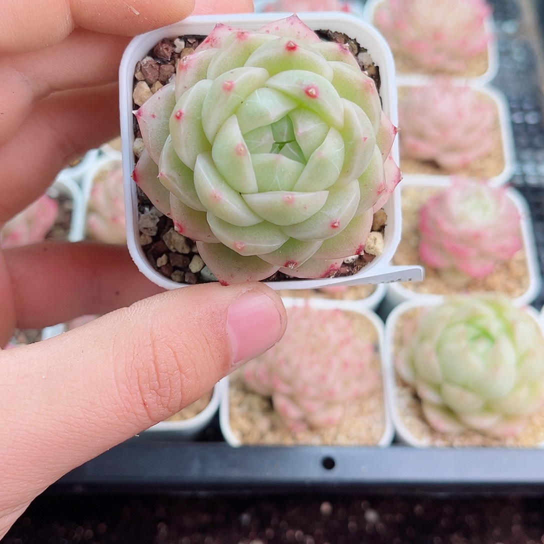 1-524 新疆西藏内蒙不发12.8包邮2-3公分多肉