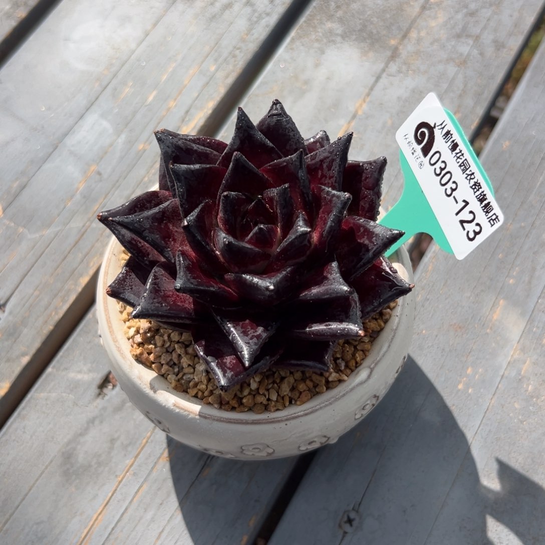 多肉一物一拍0303-123