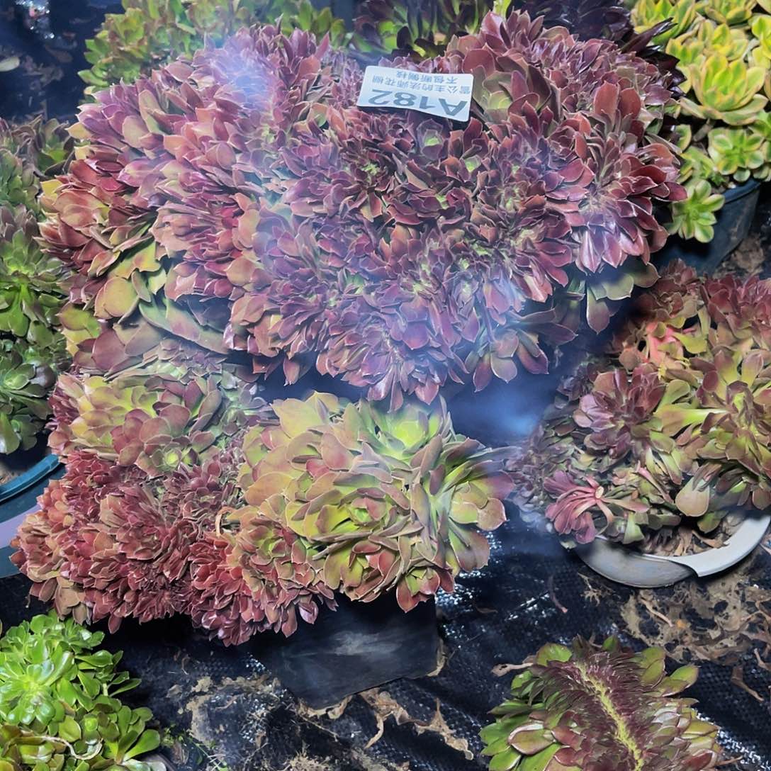 法师法师1/-47包邮法师