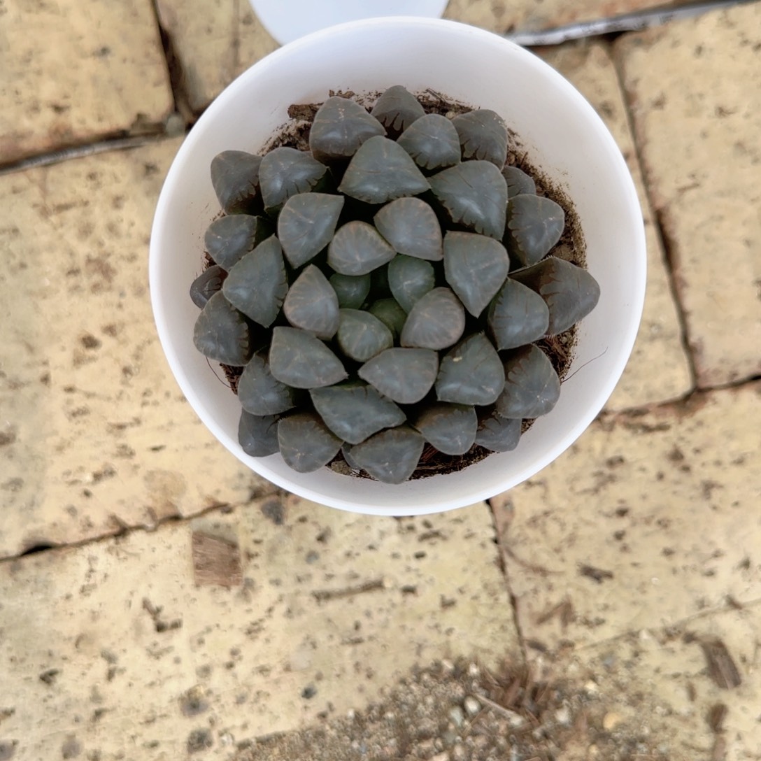 无花朵潘灯玉露单头