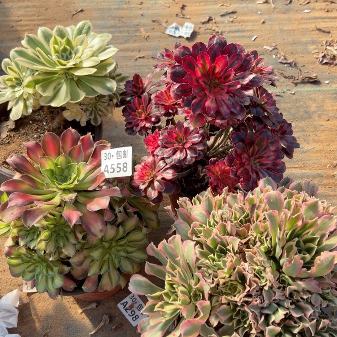 4颗组合多肉断枝不包