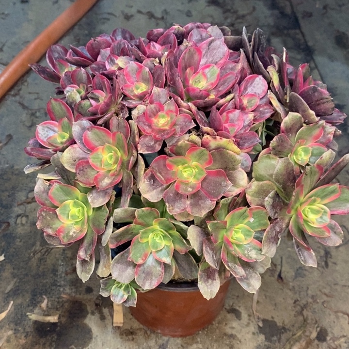 灰姑娘多肉植物9。