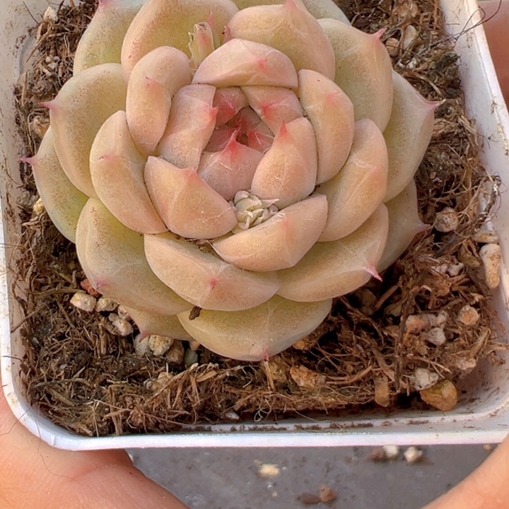 青翠珍尼【一物一拍】两单包邮