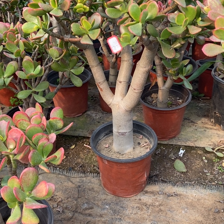 浊***生黄金花月一物一拍