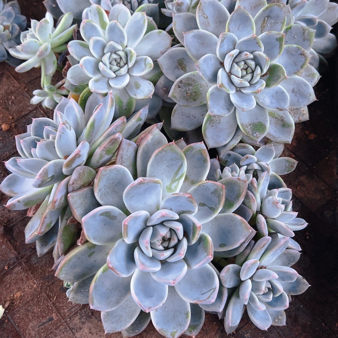 多肉植物地栽兵役杂交一箱