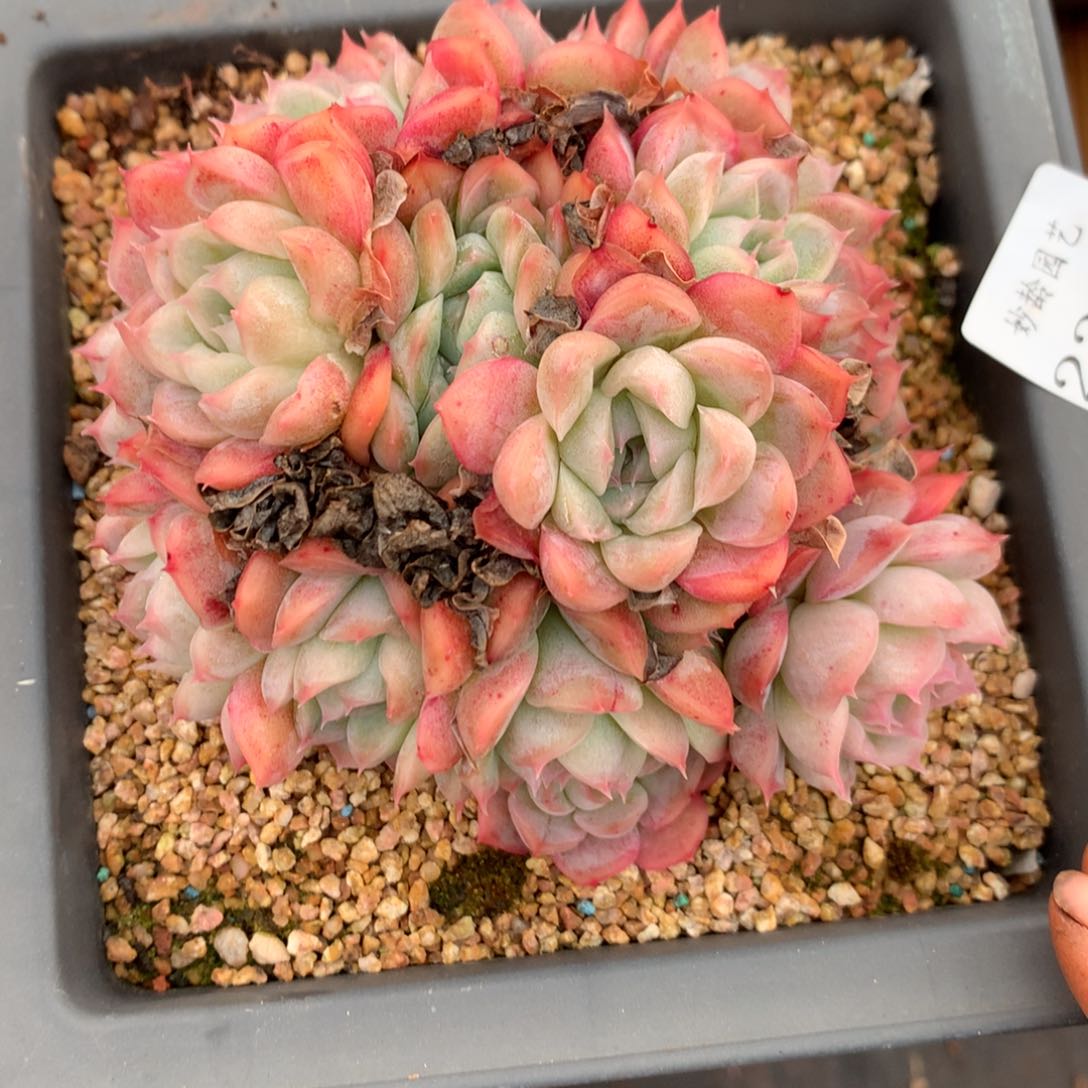 2370杂交精品基地12厘米