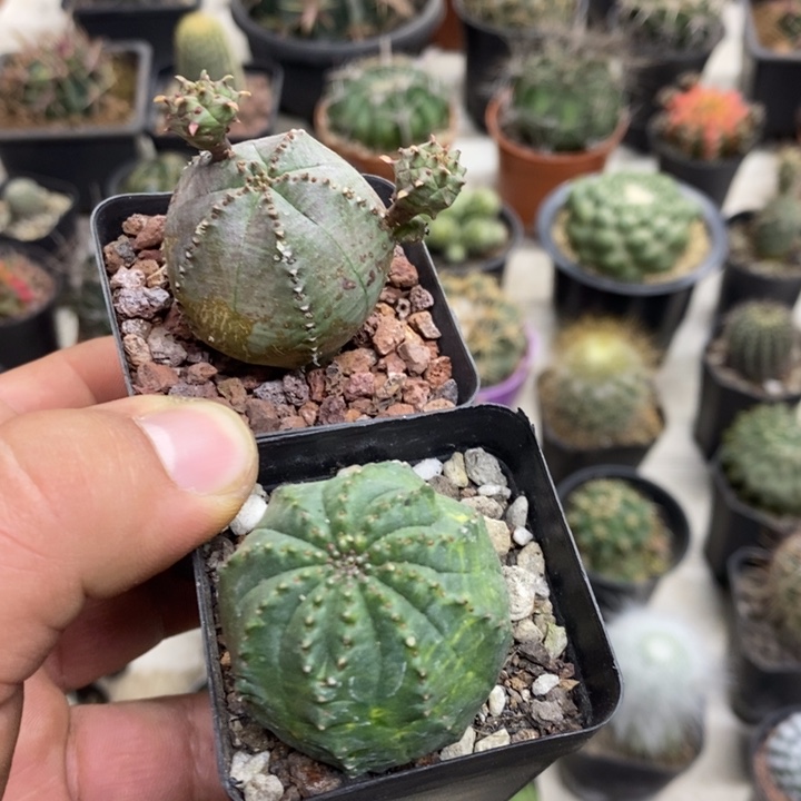 布纹球2颗特价福利