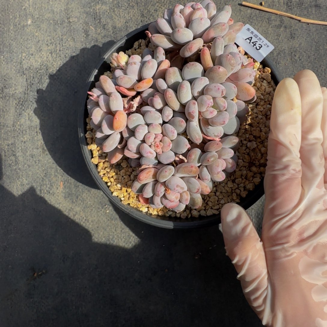 a 43号一物一拍呀