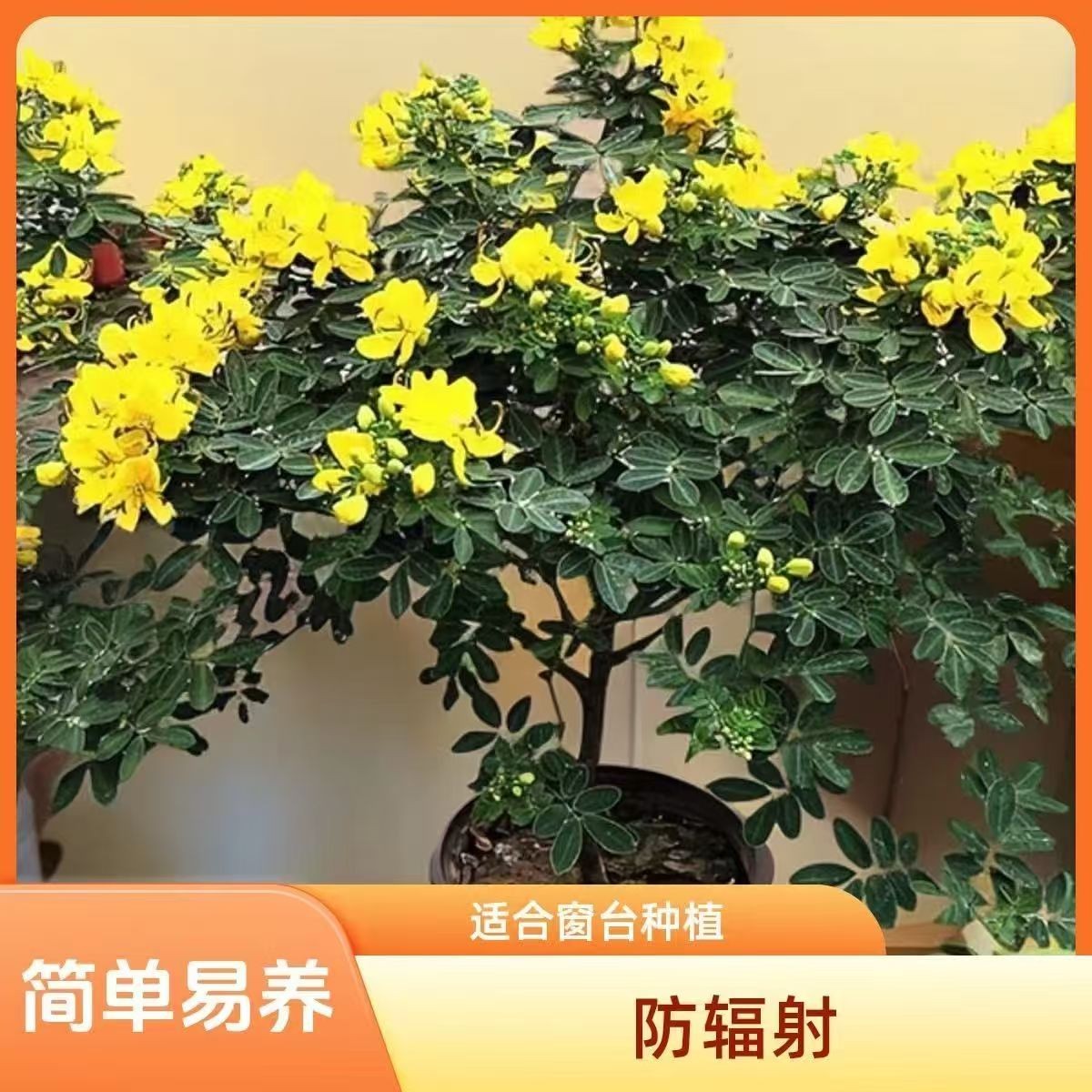黄金梅盆栽木本植物花园多年生耐寒花卉露天室外开花带花苞庭院