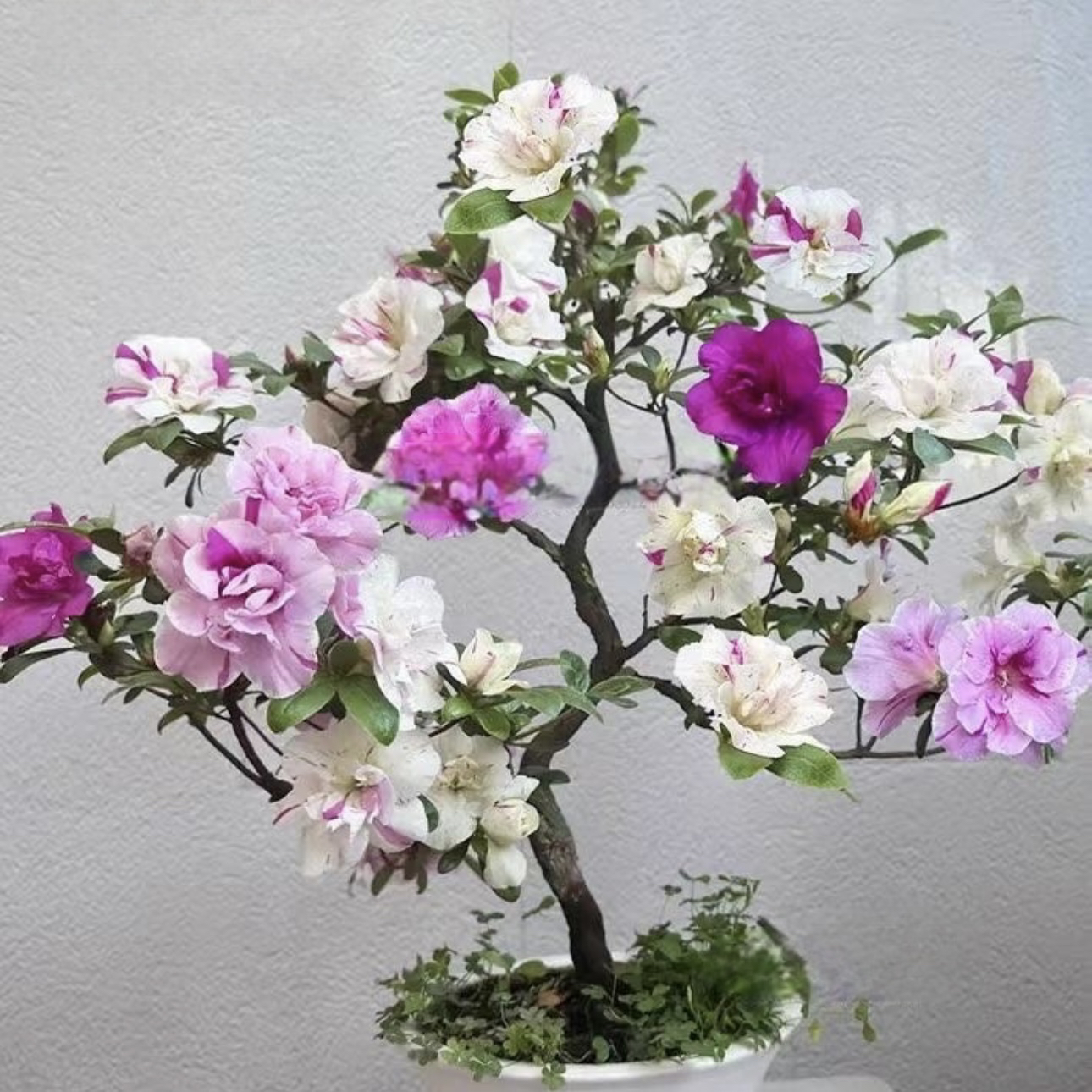 紫光之舞皋月系杜鹃花杜鹃原生苗盆栽室内室外观赏植物