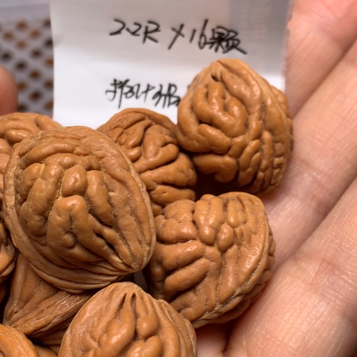 野生龙纹桃核霸王龙