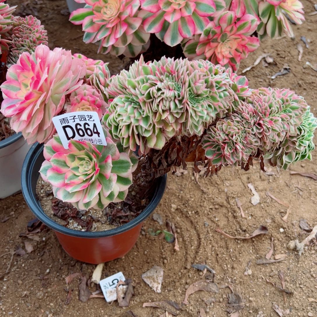 664倾城缀化雨子多肉植物