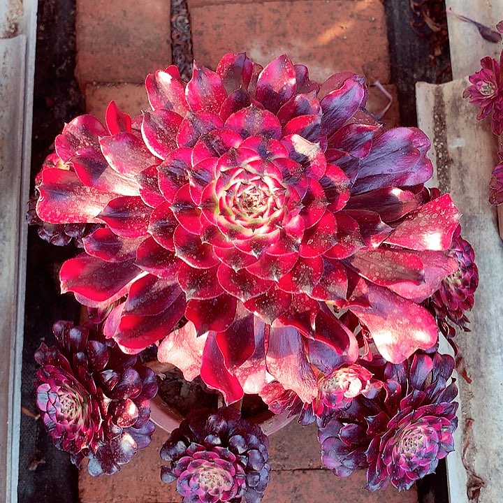 美姬的，多肉植物