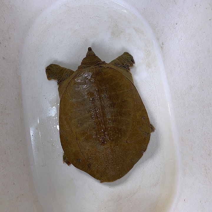 一***你中国大陆福利鱼包活不退换