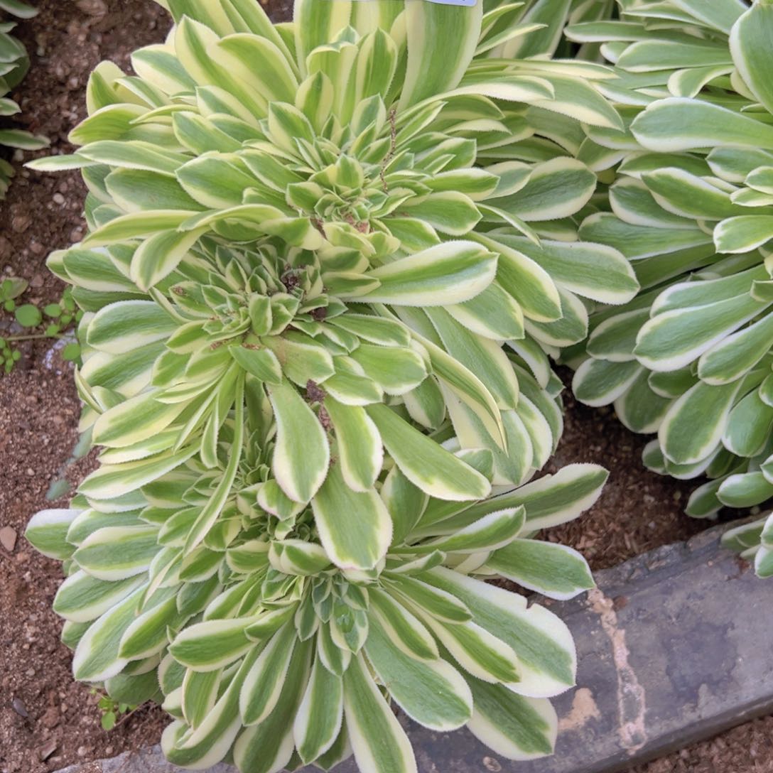 迈巴赫缀多肉植物114