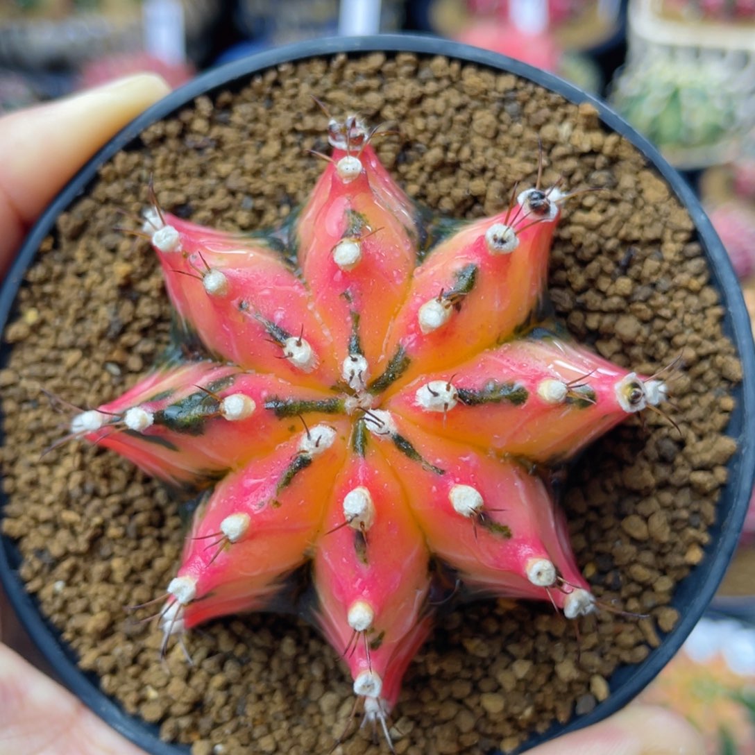 实生 米哈锦 小高绒6.5公分