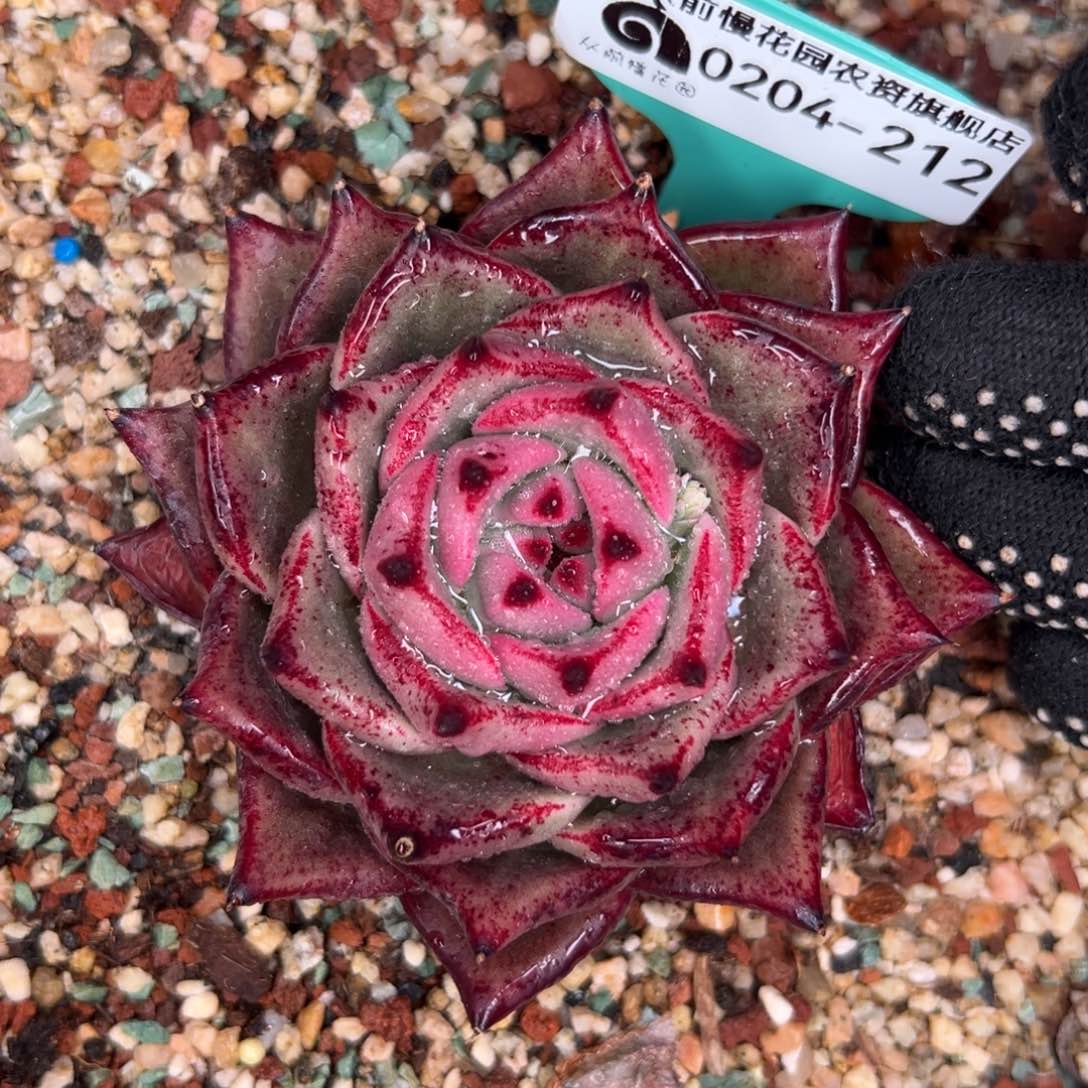 多肉一物一拍0204-212